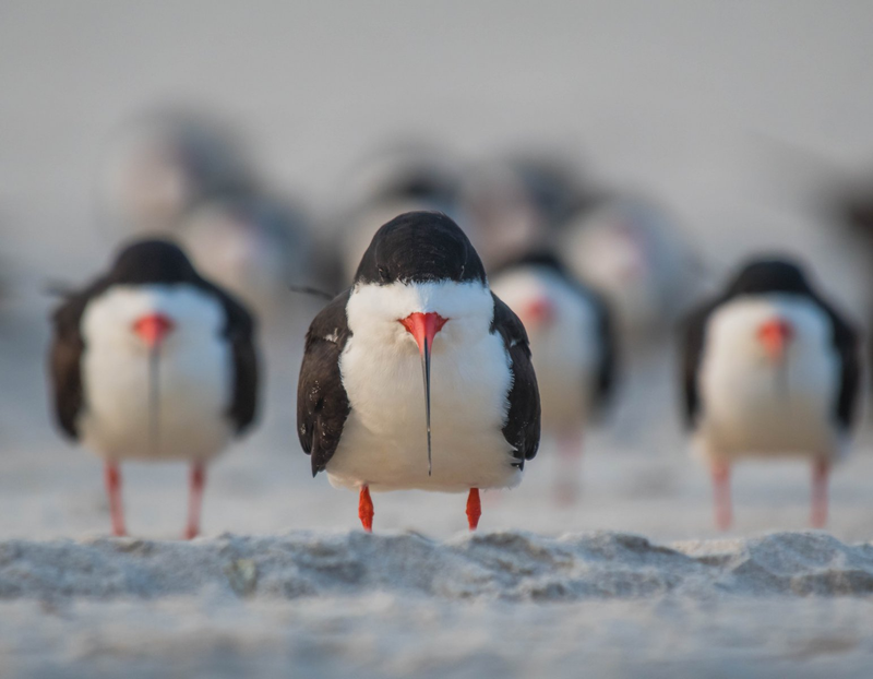 Illustration for article titled Alégrate el día con las fotos finalistas de los Comedy Wildlife Photography Awards